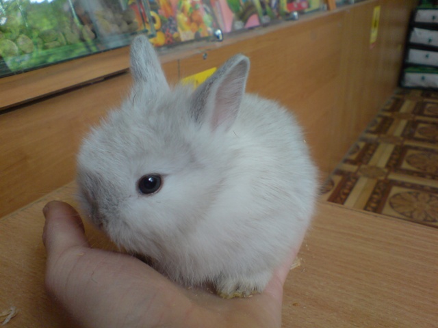 Где Купить Кролика В Казани