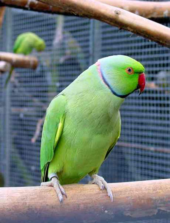 Ожереловый зеленый попугай