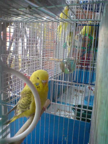 выставочные попугаи