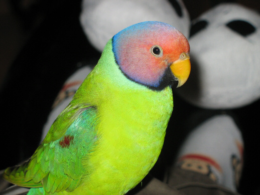 сливкоголовый ожереловый попугай