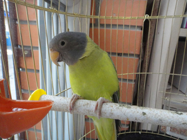 ожереловый сливкоголовый попугай