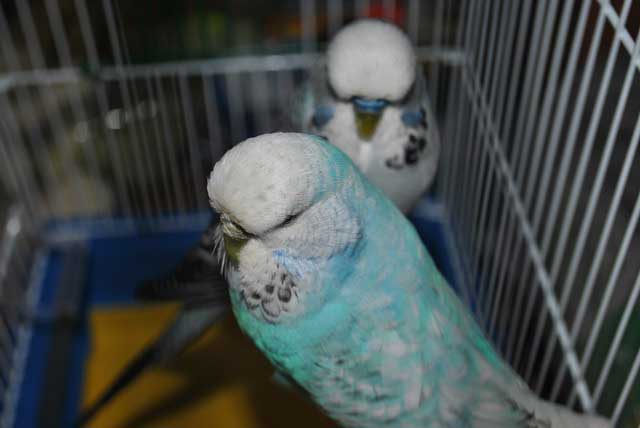 выставочные попугаи 