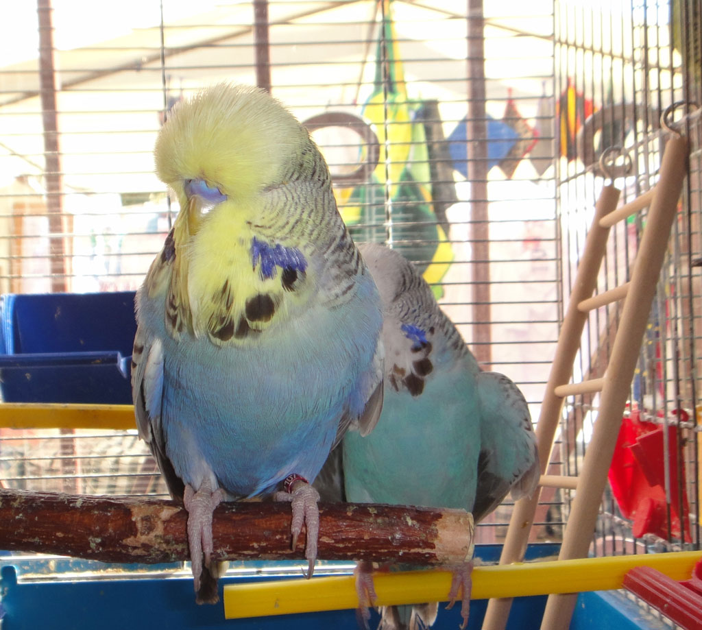 выставочные волнистые попугаи