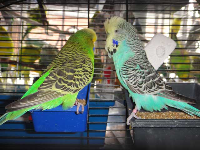 выставочные волнистые попугаи чехи