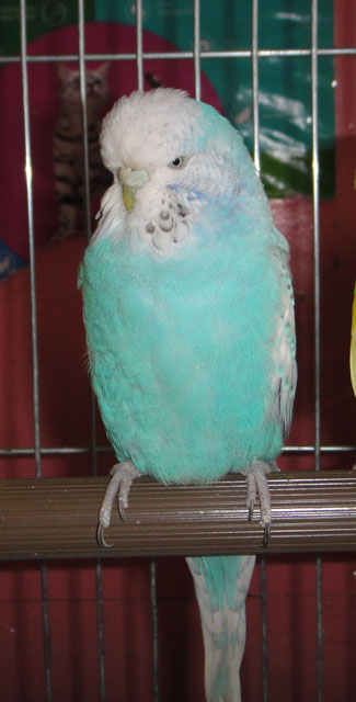 волнистый попугай 